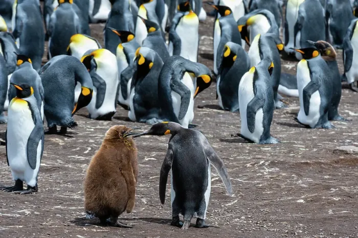 Framed Print : King penguins, Aptenodytes patagonicus, mother and chick, in a colony. Volunteer Point, Falkland Islands