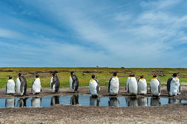 King penguins, Aptenodytes patagonicus, at a water pond. Volunteer Point, Falkland Islands