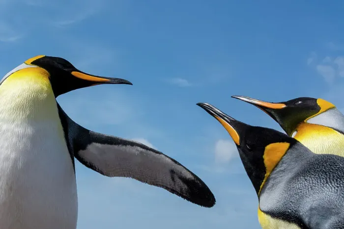Framed Print : King penguins, Aptenodytes patagonicus, fighting. Volunteer Point, Falkland Islands Framed Print : King penguins, Aptenodytes patagonicus, fighting. Volunteer Point, Falkland Islands