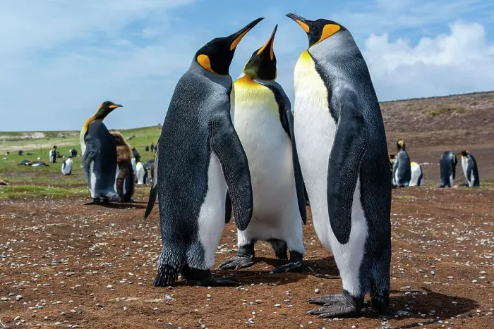 Framed Print : King penguins, Aptenodytes patagonicus, at a colony. Volunteer Point, Falkland Islands