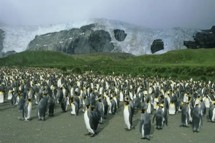 Framed Print : King Penguins, (Aptenodytes patagonicus), colony, South Georgia Island, sub-Antarctic