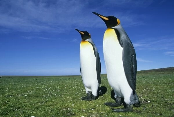 King Penguins, (Aptenodytes patagonicus), Volunteer Point, Falkland Islands