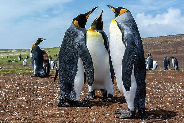 King penguins, Aptenodytes patagonicus, at a colony. Volunteer Point, Falkland Islands