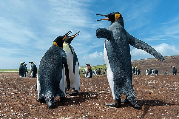 King penguins, Aptenodytes patagonicus, fighting. Volunteer Point, Falkland Islands