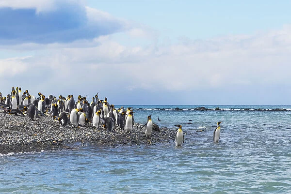 King penguins on the beach, Gold Harbour, South Georgia, Antarctica