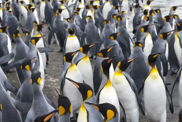 Framed Print : King penguins on the beach, St. Andrews Bay, South Georgia, Antarctica Framed Print : King penguins on the beach, St. Andrews Bay, South Georgia, Antarctica
