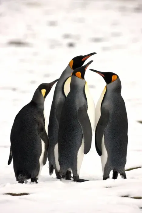 Framed Print : King Penguins, South Georgia Island Framed Print : King Penguins, South Georgia Island