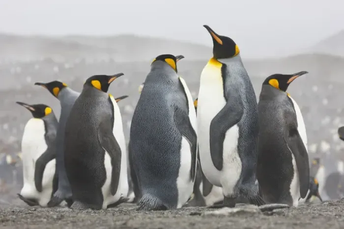 Framed Print : King Penguins, South Georgia Island