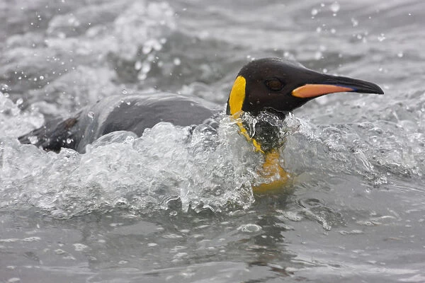 King Penguins, South Georgia Island