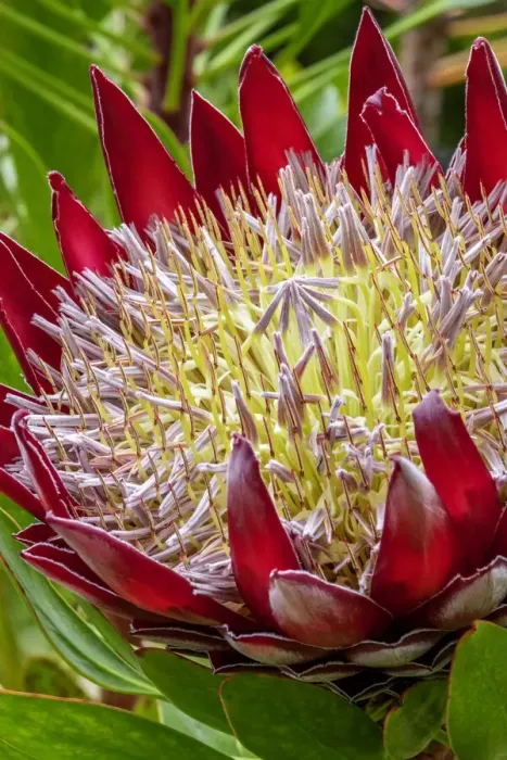 Framed Print : King Protea flower