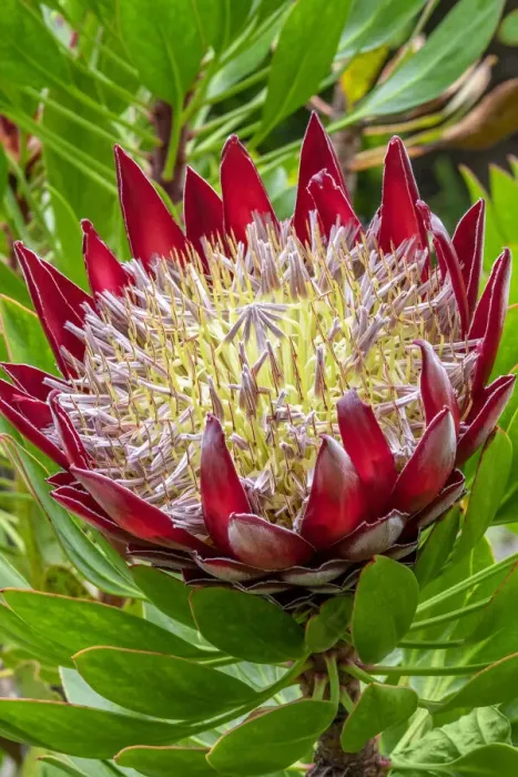 Framed Print : King Protea flower Framed Print : King Protea flower