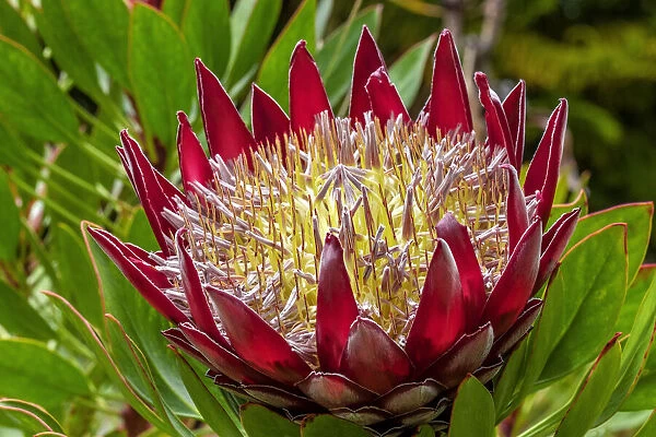 King Protea flower