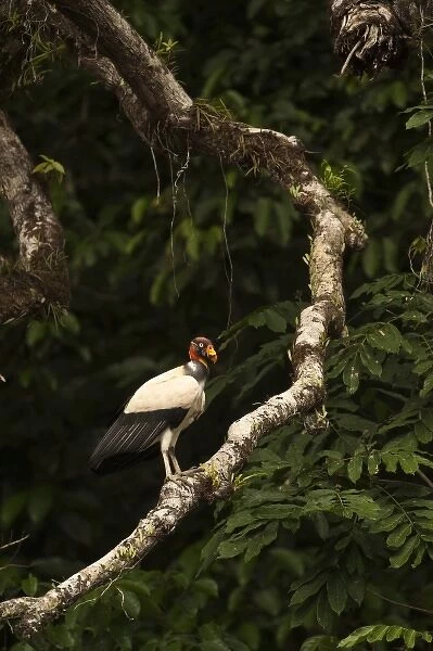 King Vulture (Sarcoramphus papa) Rainforest, Rewa River, Guyana
