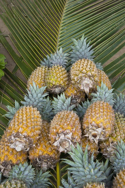 Kingdom of Tonga, Vava u Islands, Neiafu. Local produce market, pineapples