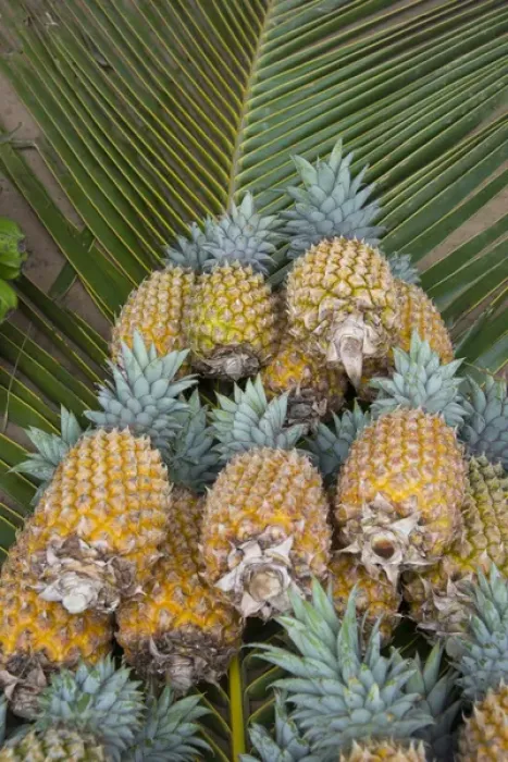 Framed Print : Kingdom of Tonga, Vava u Islands, Neiafu. Local produce market, pineapples