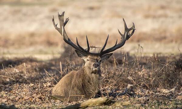 The Kings Deer (Red Deer) are native to the UK and can be found in old park reserves