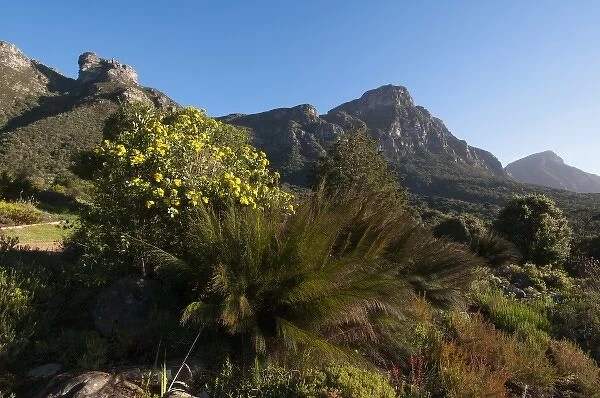 Kirstenbosch National Botanical Garden, Cape Town, South Africa