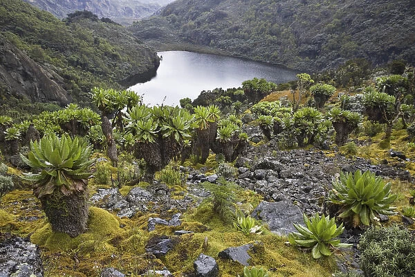 Kitandara Valley and the kitandara lakes with Giant Groundsel