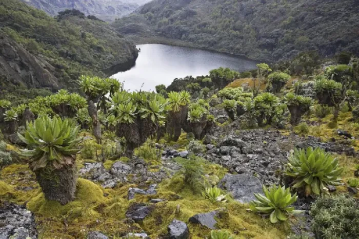Framed Print : Kitandara Valley and the kitandara lakes with Giant Groundsel