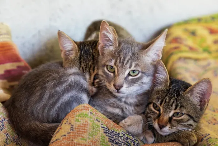 Framed Print : Three kittens snuggled up together Framed Print : Three kittens snuggled up together