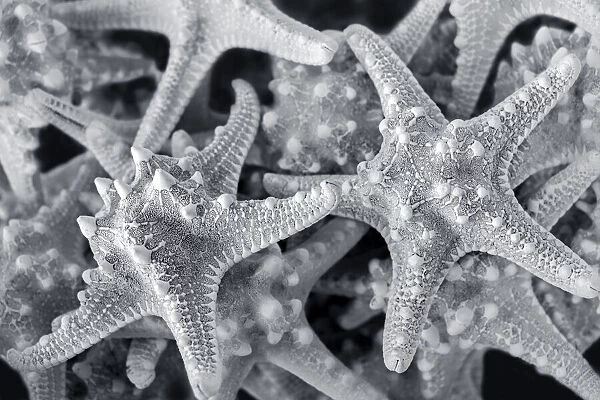 Knobby Starfish, USA
