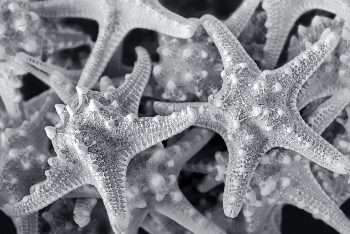 Framed Print : Knobby Starfish, USA Framed Print : Knobby Starfish, USA