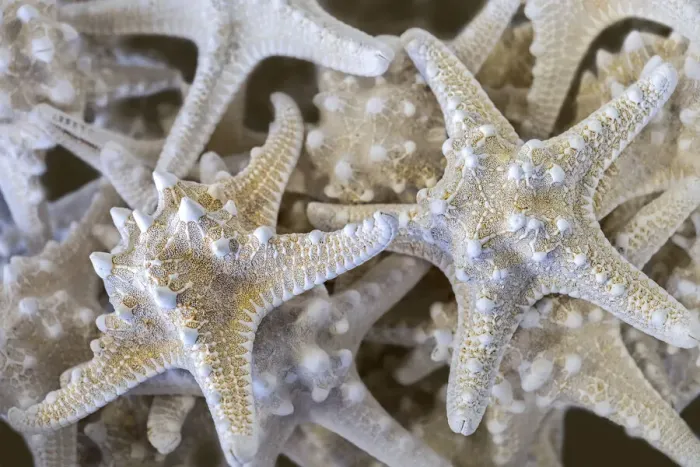 Framed Print : Knobby Starfish, USA Framed Print : Knobby Starfish, USA