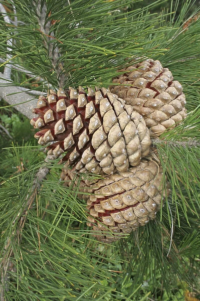 Knobcone pine tree dry open cones Salt Point California