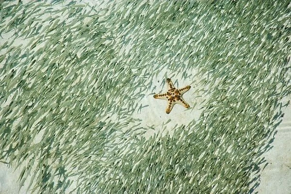 Knobly Sea Star (Protoreaster nodosus) and small fish, Sipadan Island, Malaysia