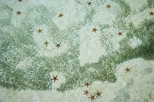 Knobly Sea Stars (Protoreaster nodosus) and small fish, Sipadan Island, Malaysia