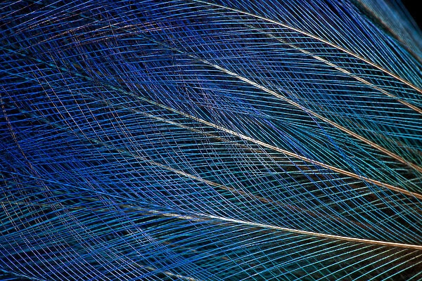 Top knot feathers of the Blue Bird of Paradise