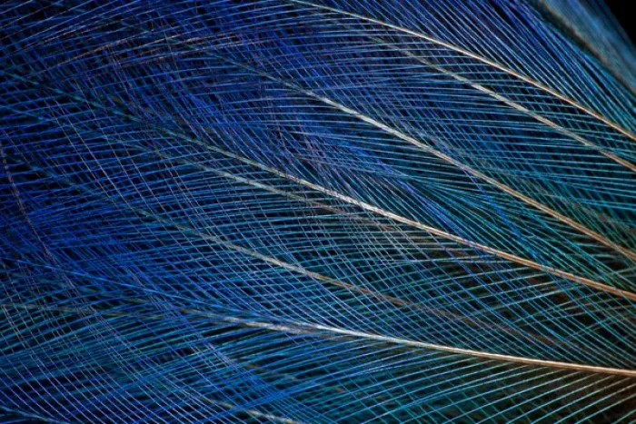 Framed Print : Top knot feathers of the Blue Bird of Paradise