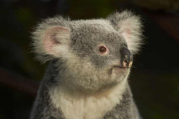 Koala, Australia (Phascolarctos cinereus)