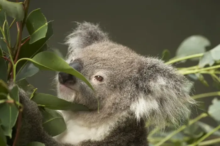 Framed Print : Koala ( Phascolarctos cinereus ), Sydney, New South Wales, Australia