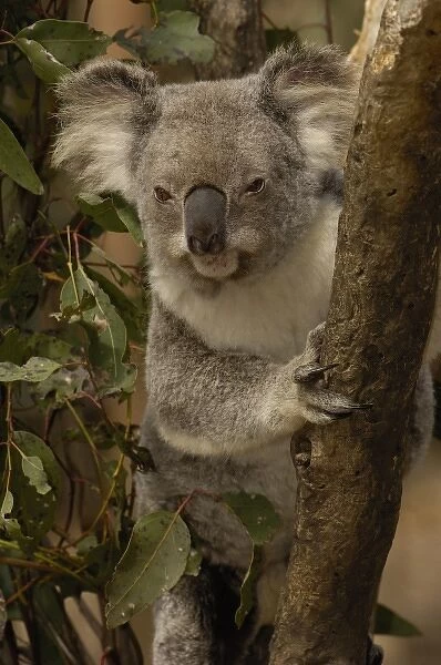 Koala (Phascolarctos cinereus) CAPTIVE. Lone Pine Koala Sanctuary, Brisbane, Queensland