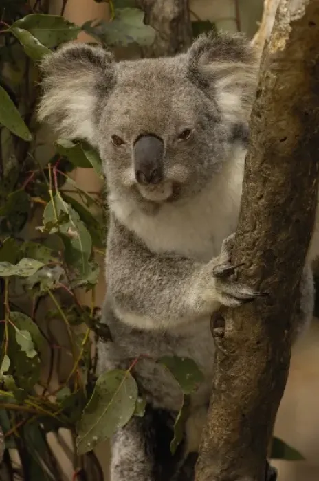 Framed Print : Koala (Phascolarctos cinereus) CAPTIVE. Lone Pine Koala Sanctuary, Brisbane, Queensland Framed Print : Koala (Phascolarctos cinereus) CAPTIVE. Lone Pine Koala Sanctuary, Brisbane, Queensland