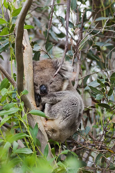 Koala (Phascolarctos cinereus) in tree, Australia