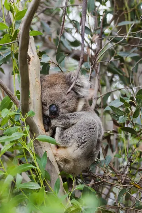 Framed Print : Koala (Phascolarctos cinereus) in tree, Australia
