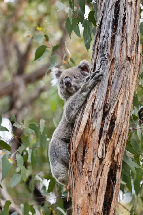 Framed Print : Koala (Phascolarctos cinereus) in tree, Australia Framed Print : Koala (Phascolarctos cinereus) in tree, Australia