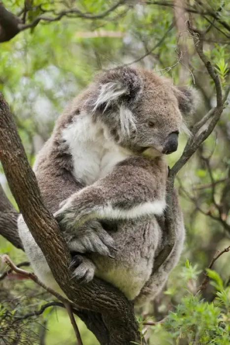 Framed Print : Koala (Phascolarctos cinereus) in tree, Australia Framed Print : Koala (Phascolarctos cinereus) in tree, Australia