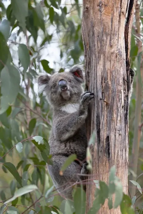 Framed Print : Koala (Phascolarctos cinereus) in tree, Australia