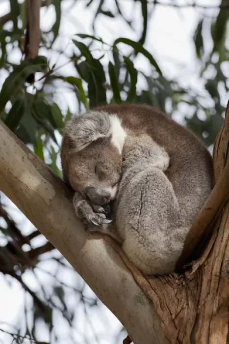 Framed Print : Koala (Phascolarctos cinereus) in tree, Australia Framed Print : Koala (Phascolarctos cinereus) in tree, Australia