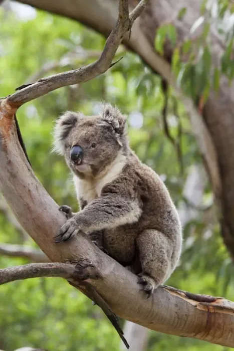 Framed Print : Koala (Phascolarctos cinereus) in tree, Australia Framed Print : Koala (Phascolarctos cinereus) in tree, Australia