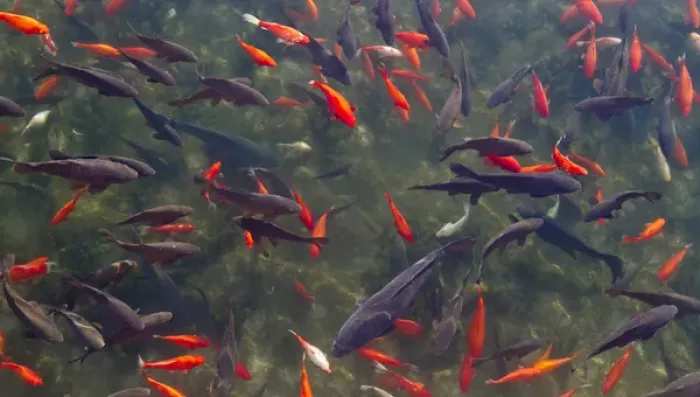 Framed Print : Koi and carp in Big Spring Park, Huntsville, Alabama