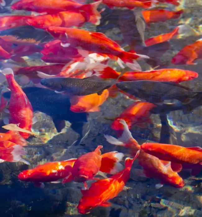 Framed Print : Koi and carp in Big Spring Park, Huntsville, Alabama Framed Print : Koi and carp in Big Spring Park, Huntsville, Alabama