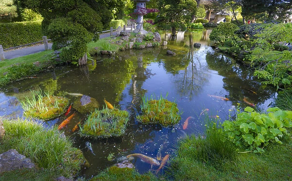 Koi Pond, Japanese Tea Garden, Golden Gate Park, San Francisco, California, USA