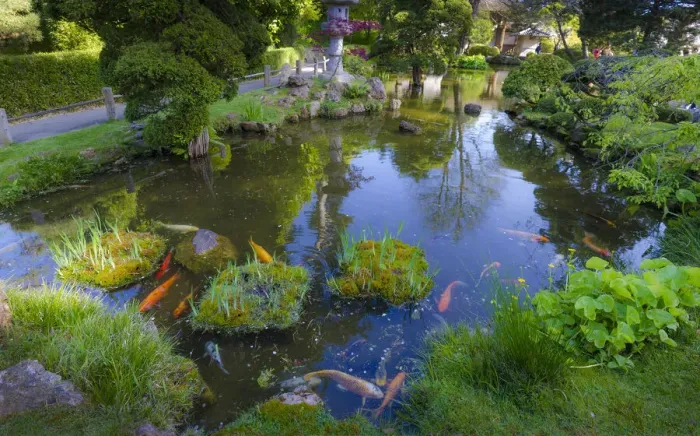 Framed Print : Koi Pond, Japanese Tea Garden, Golden Gate Park, San Francisco, California, USA Framed Print : Koi Pond, Japanese Tea Garden, Golden Gate Park, San Francisco, California, USA