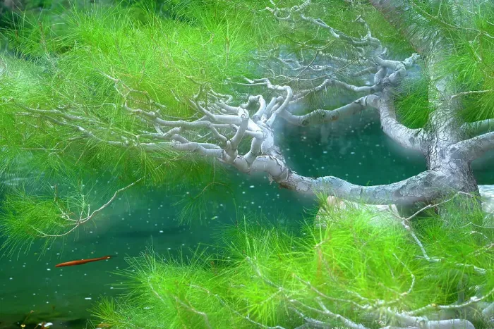 Framed Print : Koi Pond and tree composite Framed Print : Koi Pond and tree composite