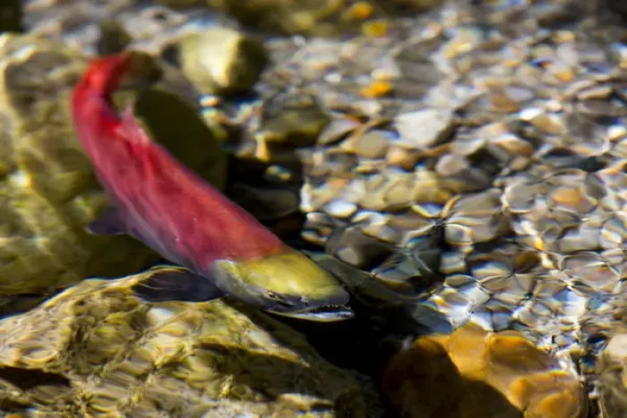 Framed Print : Kokanee salmon heading upstream in spawning grounds in British Columbia, Canada Framed Print : Kokanee salmon heading upstream in spawning grounds in British Columbia, Canada