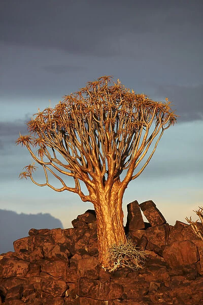 Kokerboom or Quiver Tree (Aloe dichotoma) in late afternoon light, Mesosaurus Fossil Camp